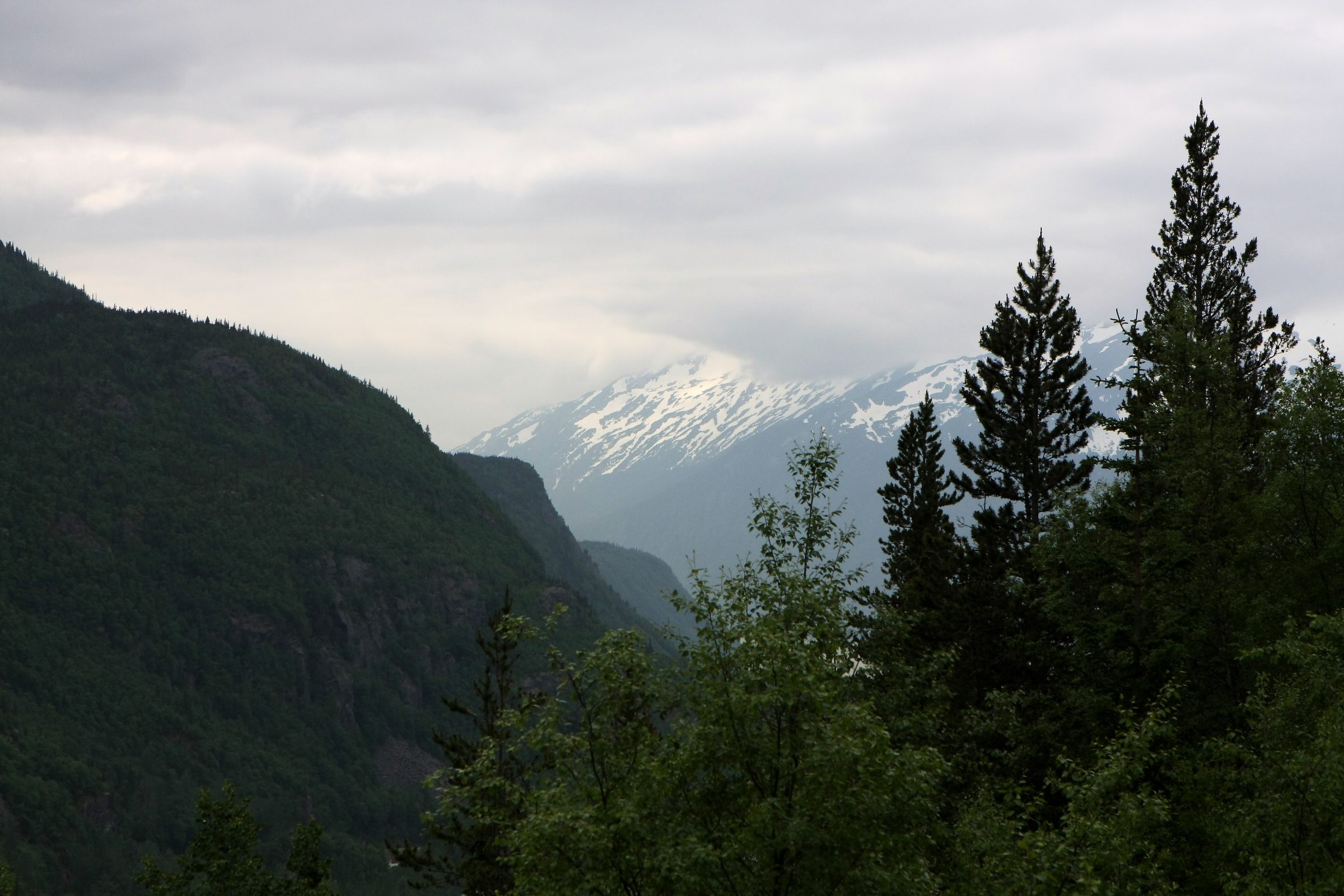 Snow peak framed between dark evergreen trunks in mist.