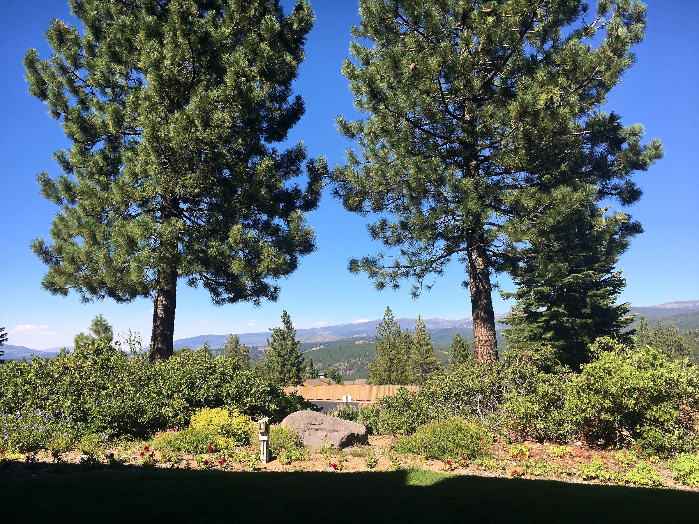 Two tall pines framing distant blue mountain ridges.