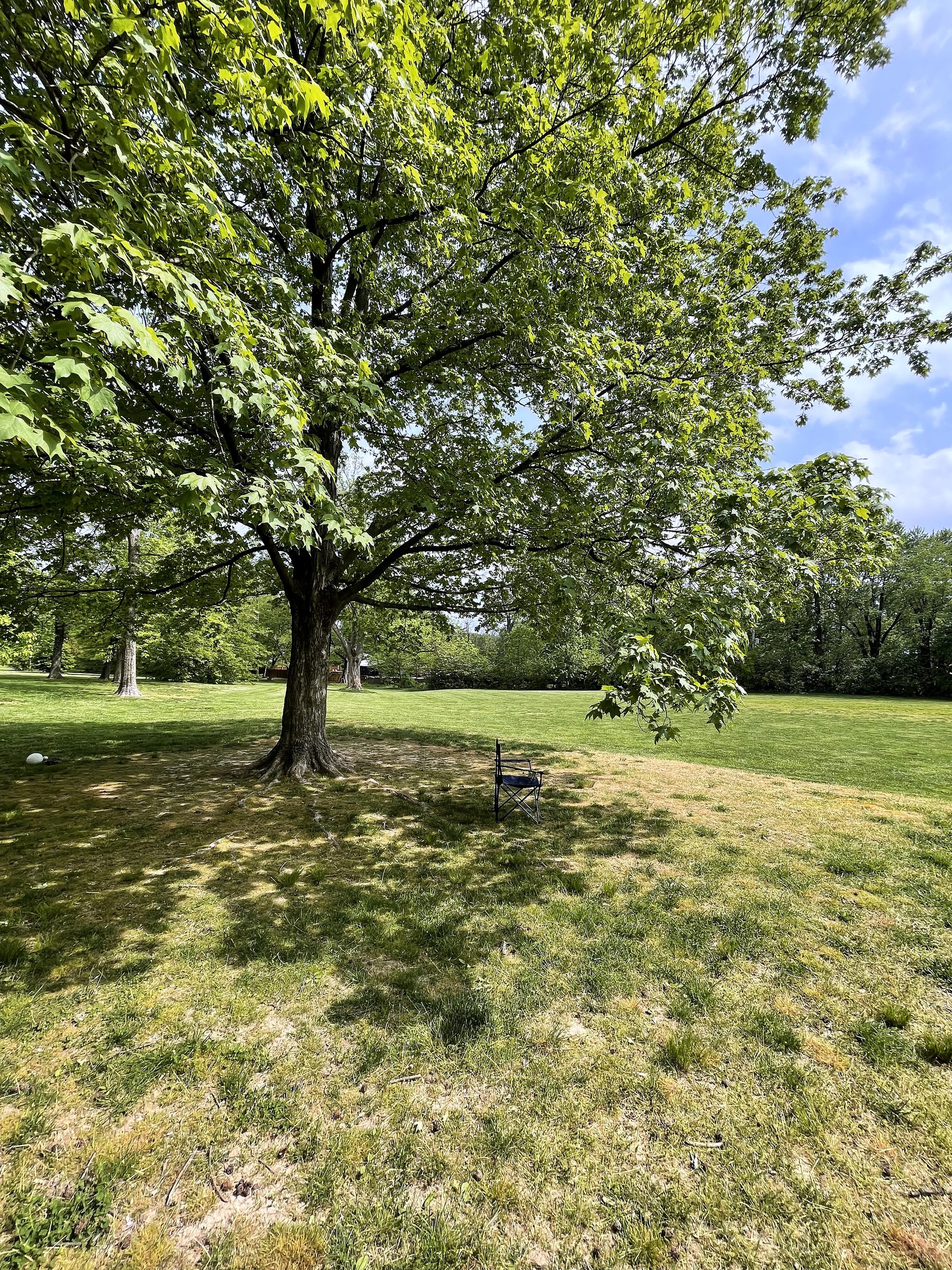 Maple shade on a green lawn with a solitary empty garden chair.