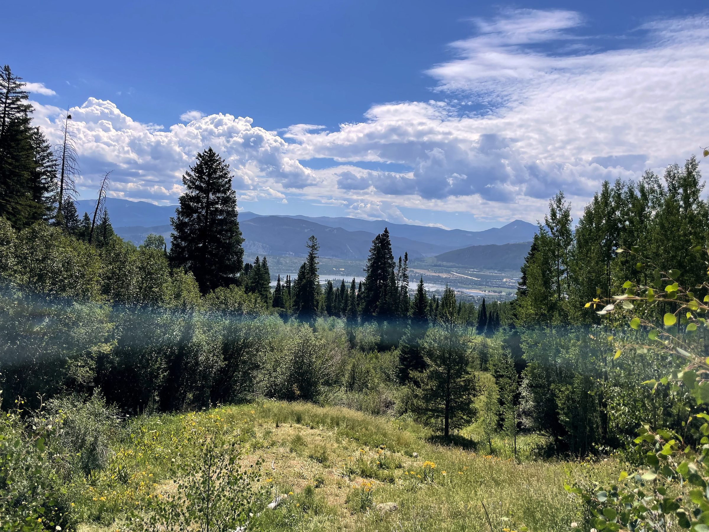 Hillside meadow dropping toward a hazy pine valley.