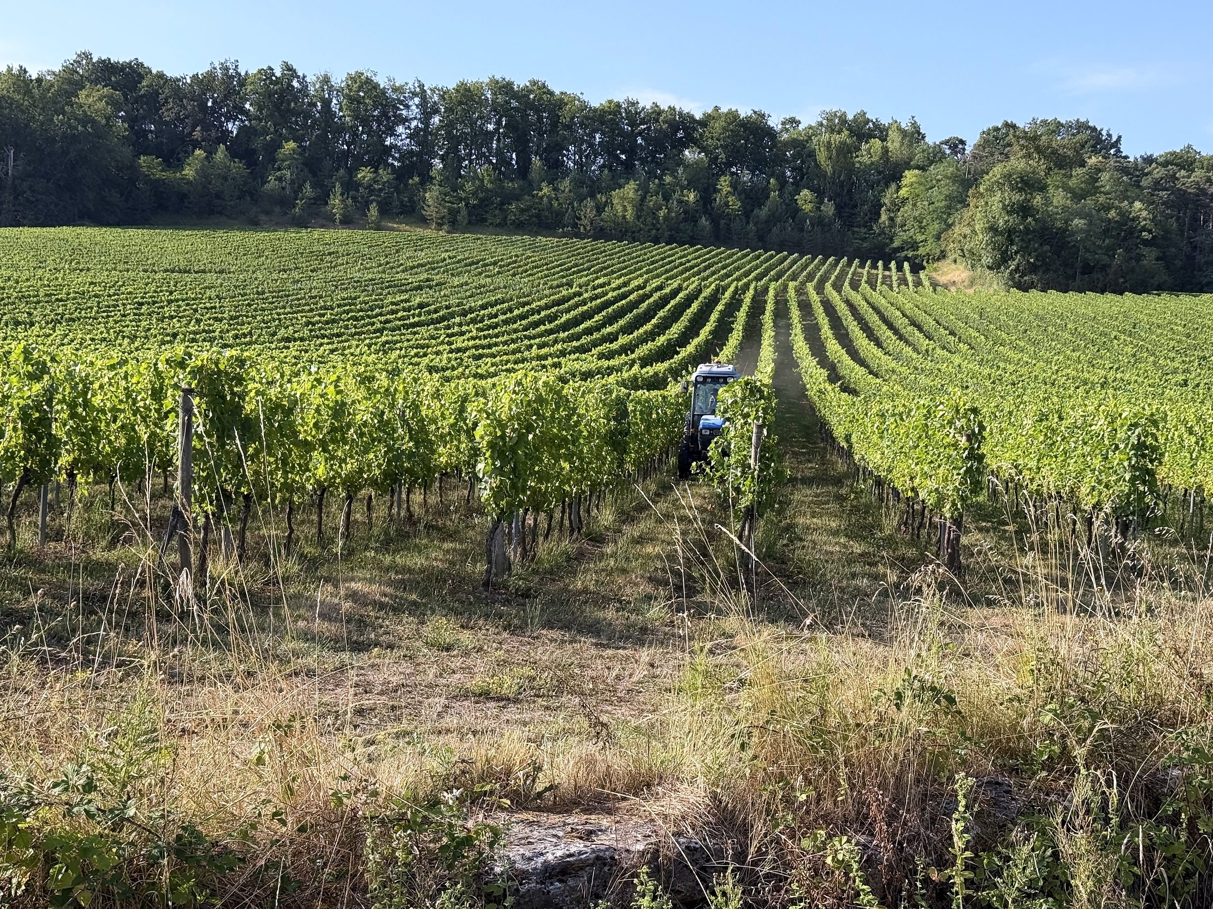 Green vineyard rows with a blue tractor under clear sky.