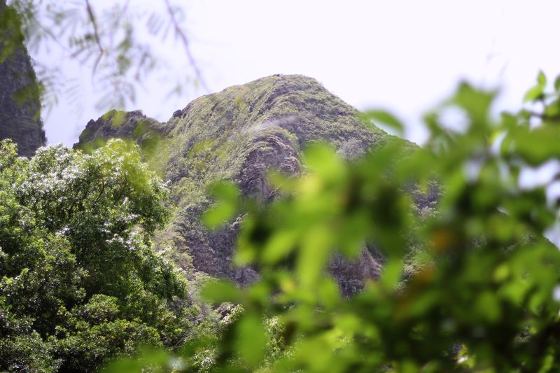 Craggy green peak framed by out-of-focus bright leaves.