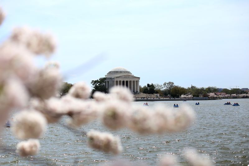 Jefferson Memorial dome soft behind pink blossom bokeh.