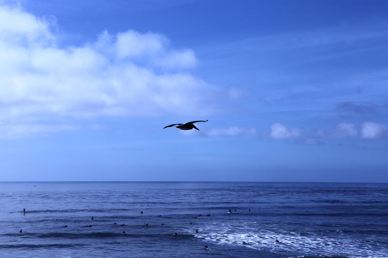 Seagull soaring alone over calm blue ocean under open sky.