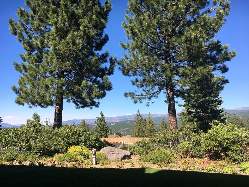 Two tall pines framing distant blue mountain ridges.