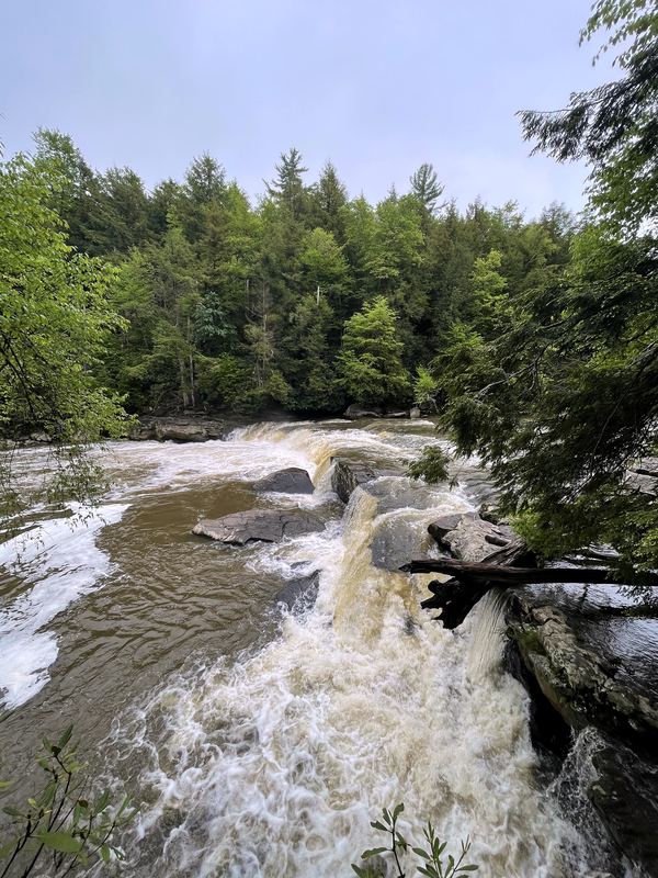 Rushing tan-water rapids between green forested banks.