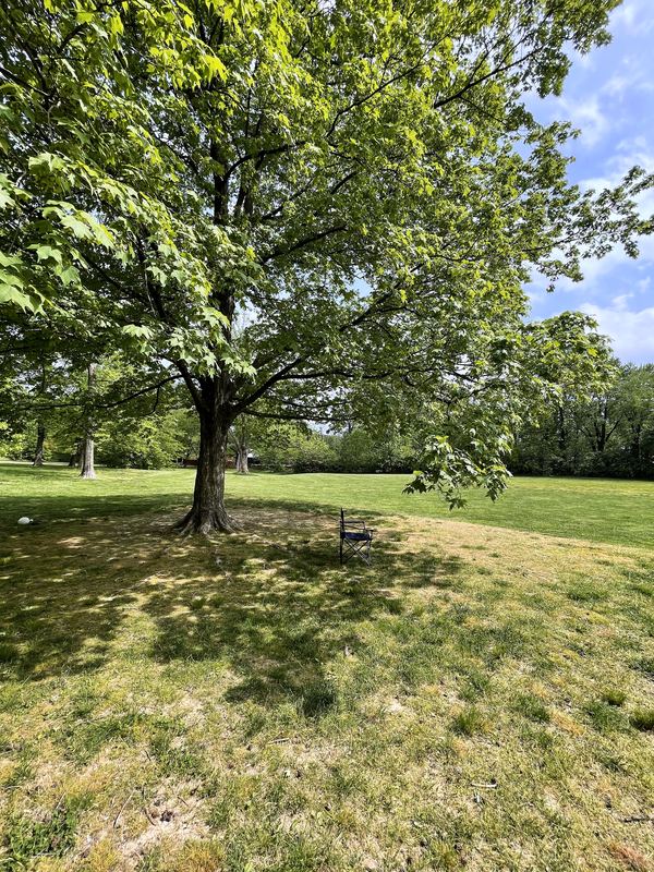 Maple shade on a green lawn with a solitary empty garden chair.
